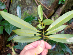 Calophyllum australianum