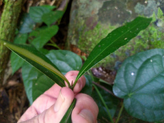 Calophyllum australianum