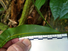 Calophyllum australianum