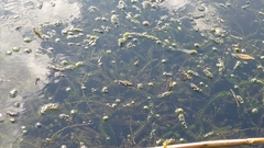 Lagarosiphon major