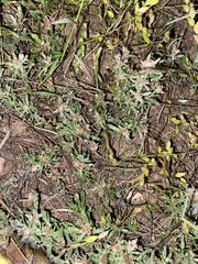 Helichrysum candolleanum