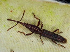 Hormocerus