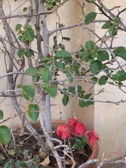 Bougainvillea