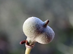 Alectryon oleifolius canescens