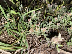Helichrysum candolleanum