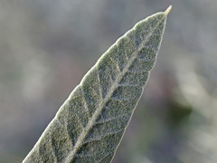 Alectryon oleifolius canescens