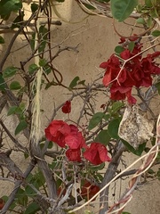 Bougainvillea