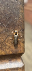 Cantharis nigricans
