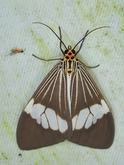 Nyctemera kinibalina