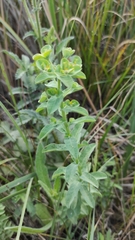 Euphorbia hirsuta