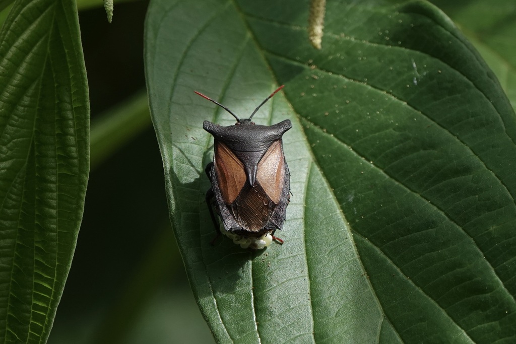 Pygoplatys raingeardi
