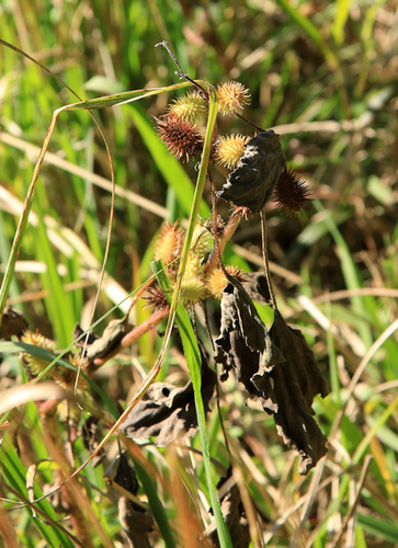 Rough cocklebur (Xanthium strumarium)