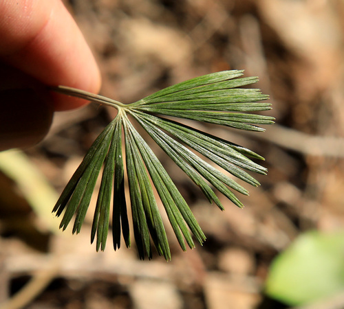 Actiniopteris radiata (Actiniopteris radiata)