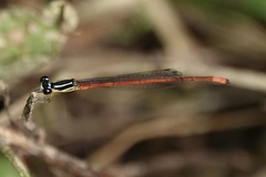 Argiocnemis rubescens