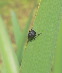 Mononychus punctumalbum