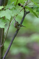Fringilla coelebs