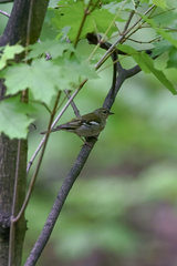 Fringilla coelebs
