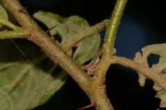 Alosextius carinatus