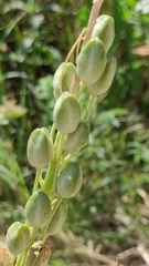 Ornithogalum narbonense