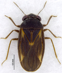 Schizopteridae