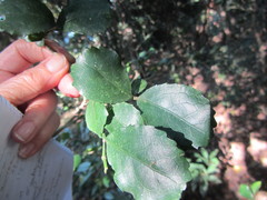 Suregada africana