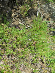 Polygala tenuifolia
