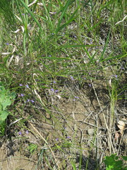 Polygala tenuifolia