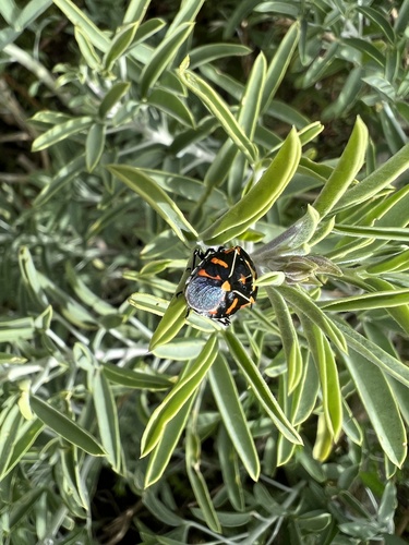 iNaturalist observation photo of Harlequin Bug
