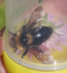 Bombus campestris