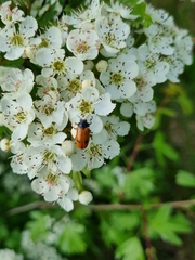 Clytra quadripunctata