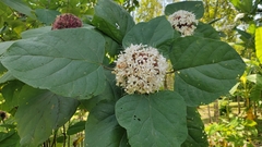 Clerodendrum bungei