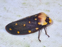 Phymatostetha stellata