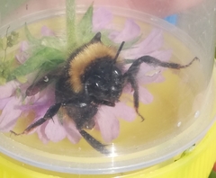 Bombus campestris
