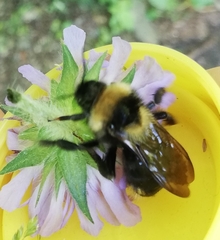 Bombus campestris
