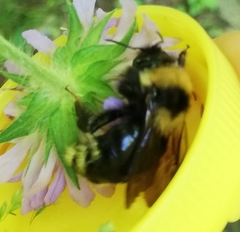 Bombus campestris