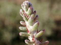 Maireana trichoptera