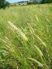 Phalaris coerulescens