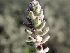 Maireana trichoptera