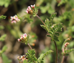 Ornithopus perpusillus