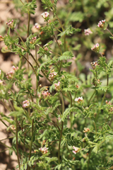 Ornithopus perpusillus