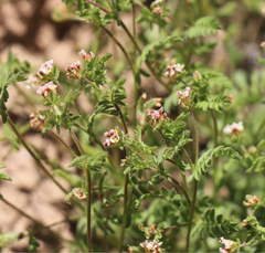 Ornithopus perpusillus