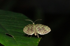 Sauris purpurotincta