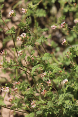 Ornithopus perpusillus