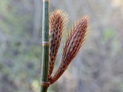 Casuarina pauper