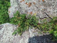 Sibbaldianthe orientalis
