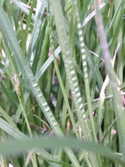 Carex depauperata