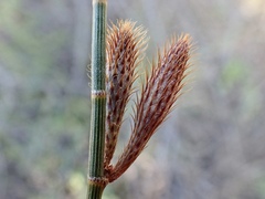 Casuarina pauper