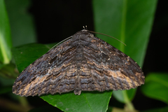 Anisoneura salebrosa