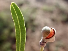 Alectryon oleifolius canescens
