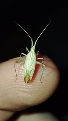 Miridius quadrivirgatus